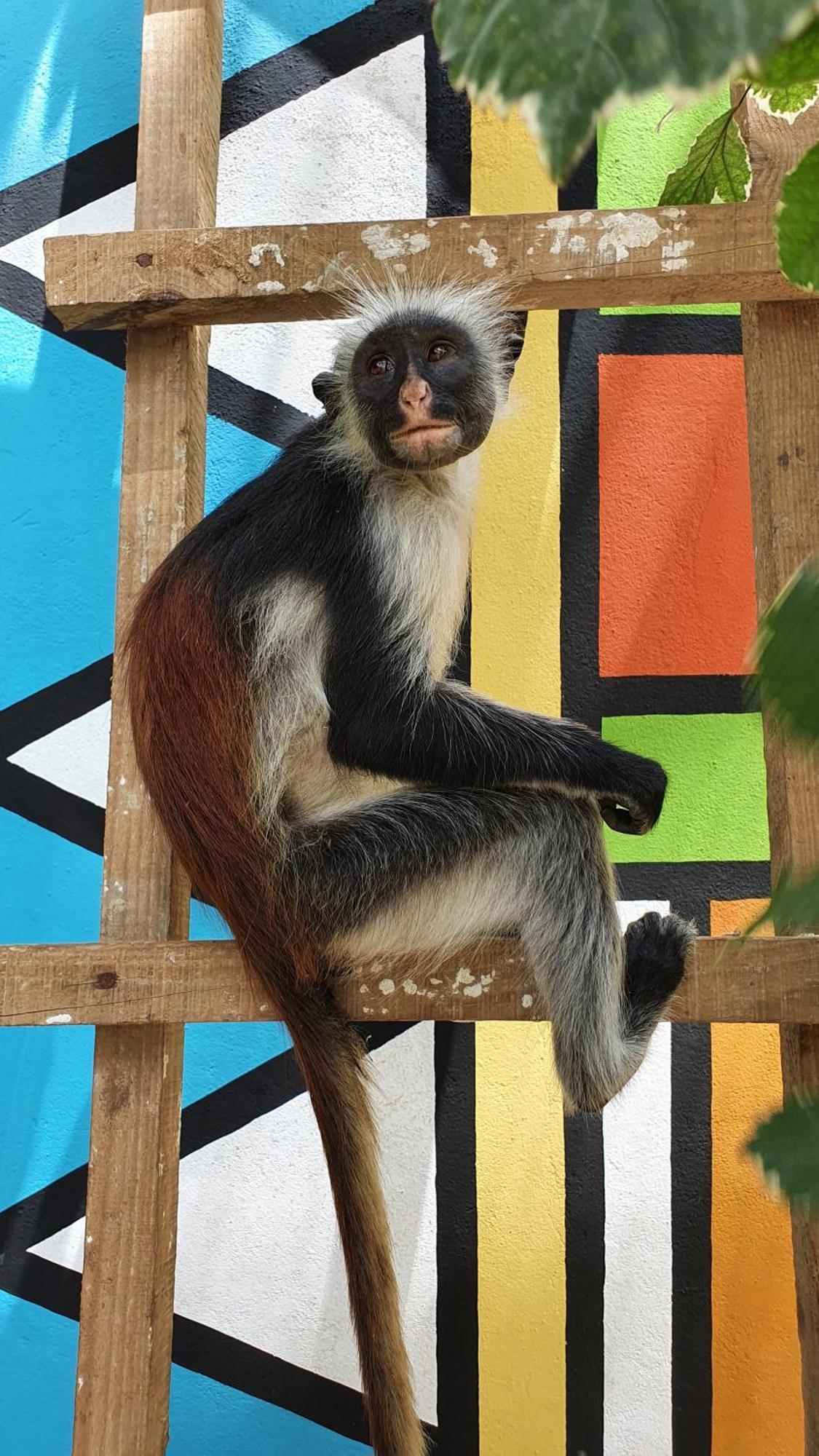 Your Zanzibar Place パジェ エクステリア 写真